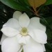Southern Magnolia
